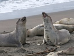 2008Elephant-Seals-5
